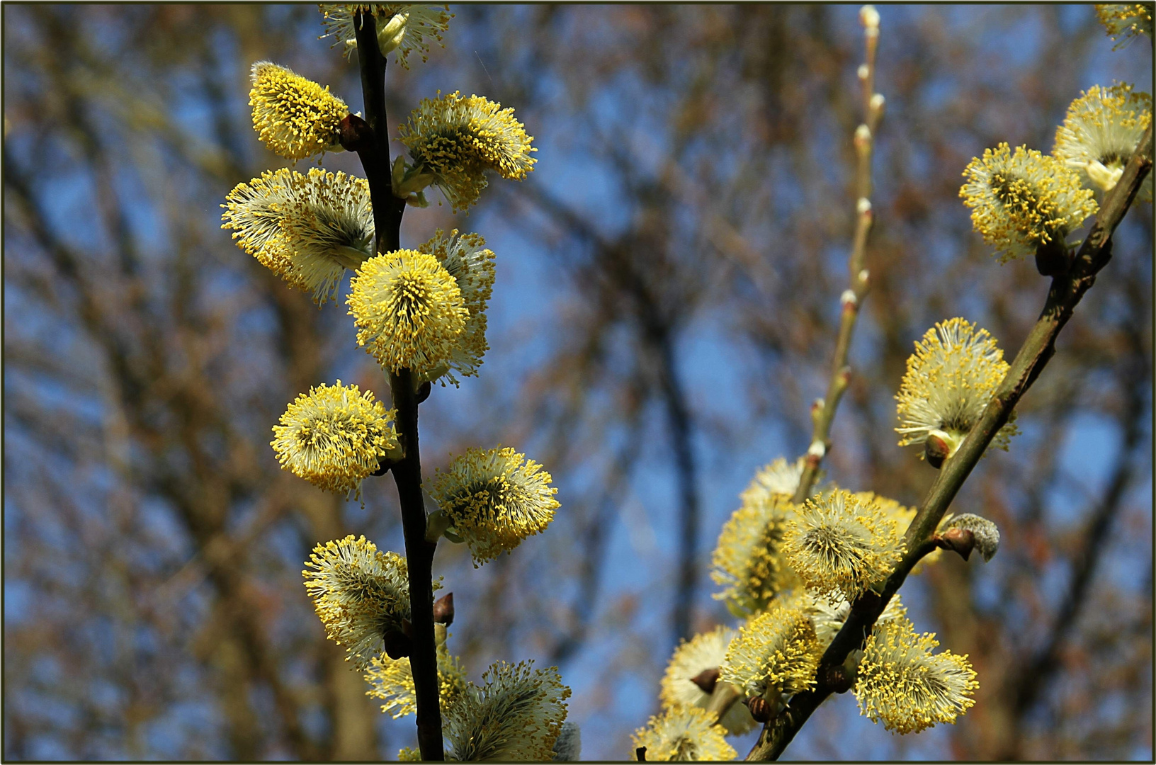 Fiddi auf Tour ... der Frühling überraschte mich !