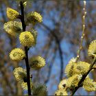 Fiddi auf Tour ... der Frühling überraschte mich !