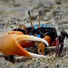 Fiddler Crab