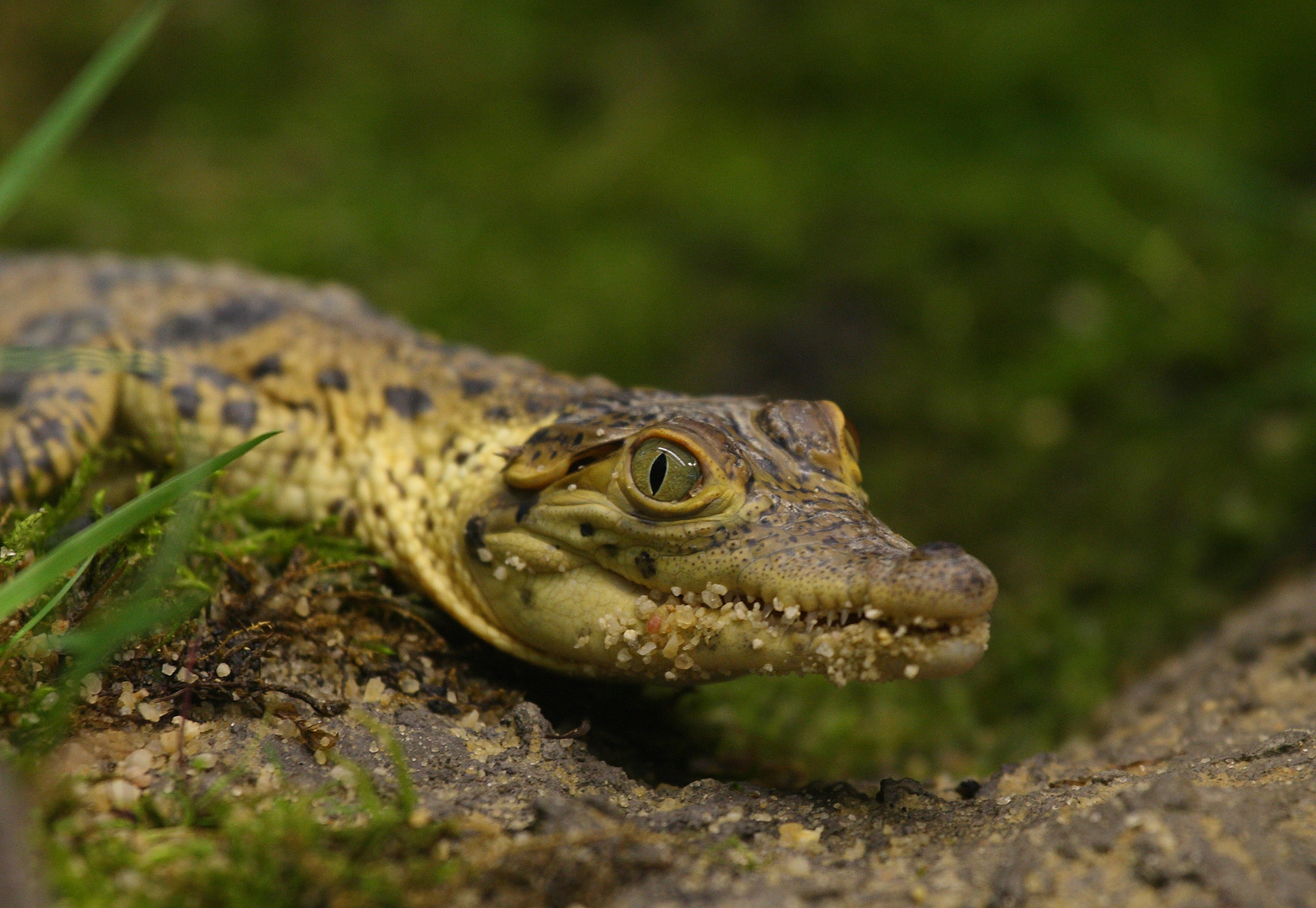 Fidel 2 (Crocodylus rhombifer)