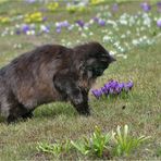 Fidel beim alljährlichen Hummelklatschen.