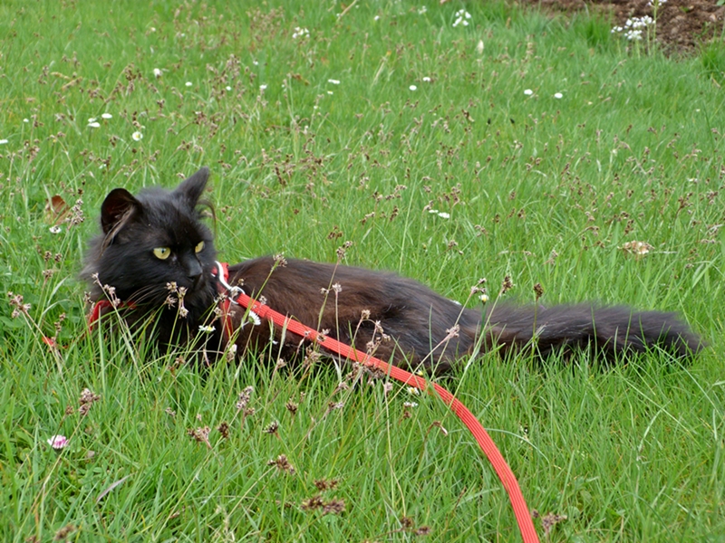 Fidel im Garten.