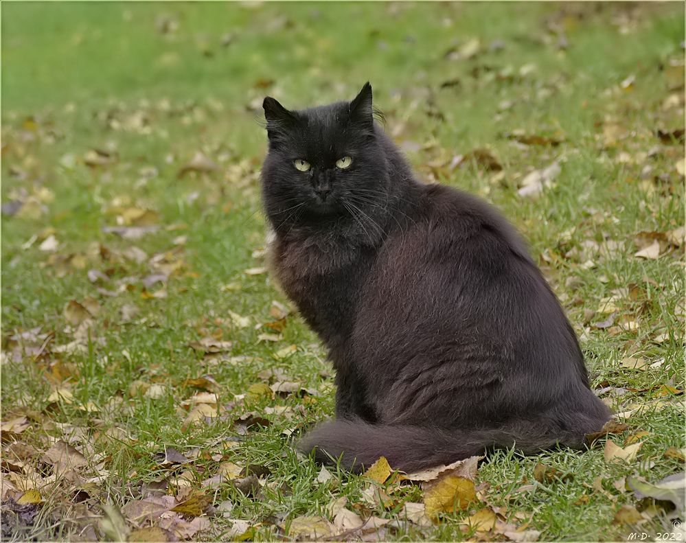 Fidel ,unser (B)engelchen.