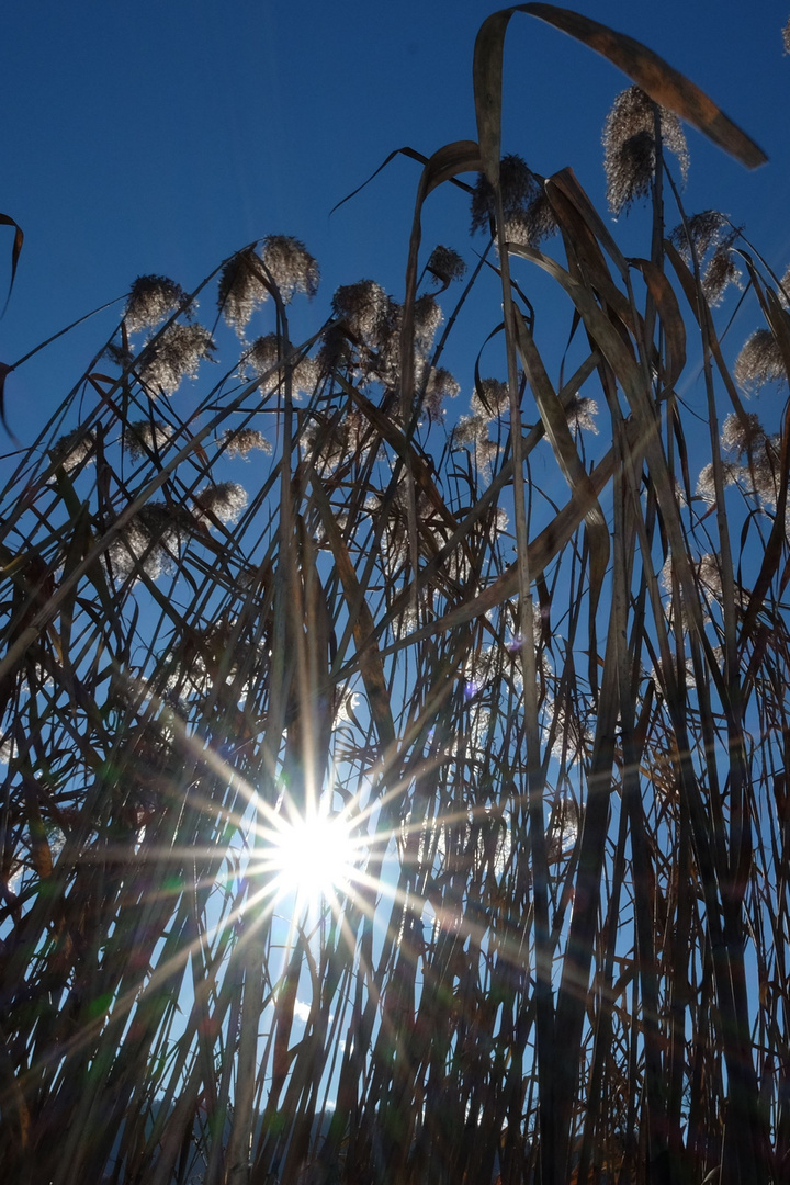 Fidelbogenteich Dezember 2013