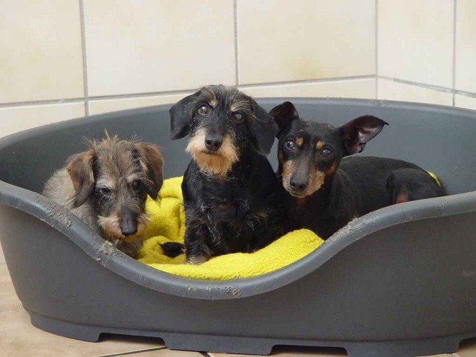 Fideles Altersheim Dackel u. Pinscher