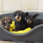 Fideles Altersheim Dackel u. Pinscher