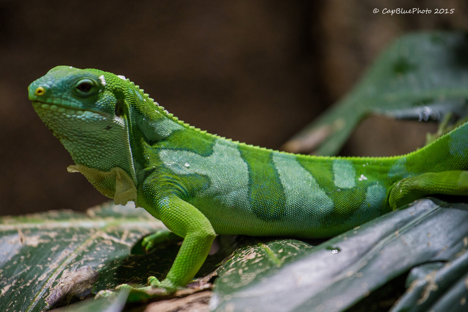 Fidischi Leguan