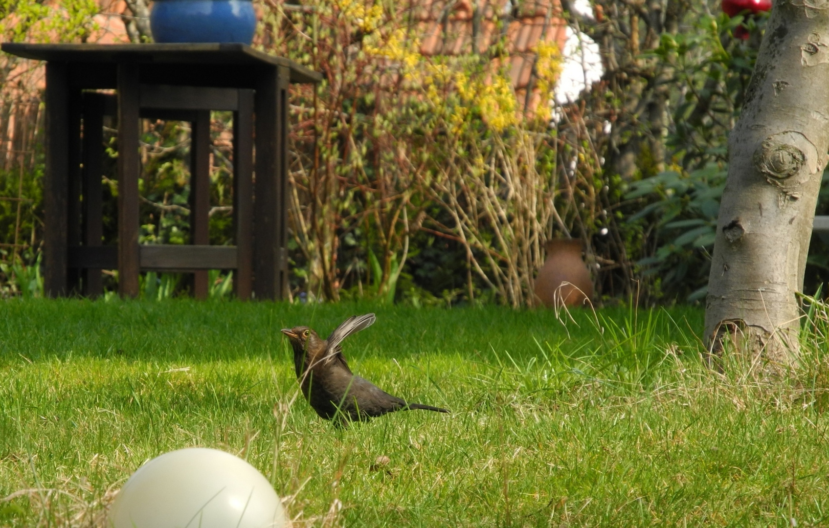 Fido - die Amsel, die nicht fliegen kann ...