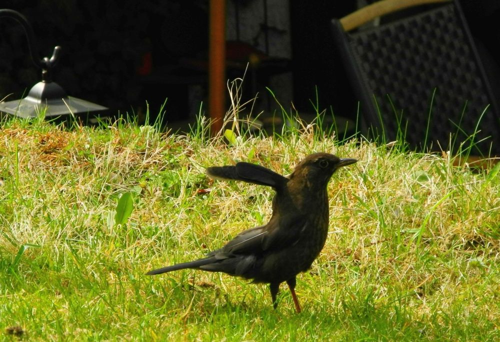 Fido - die Amsel, die nicht fliegen kann II