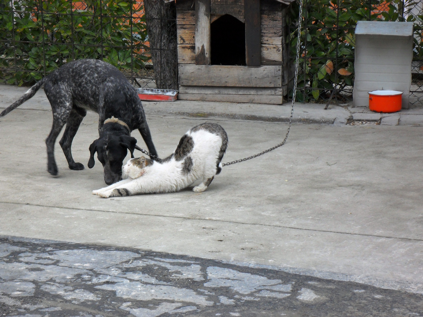 fido e spettinato che fanno le coccole