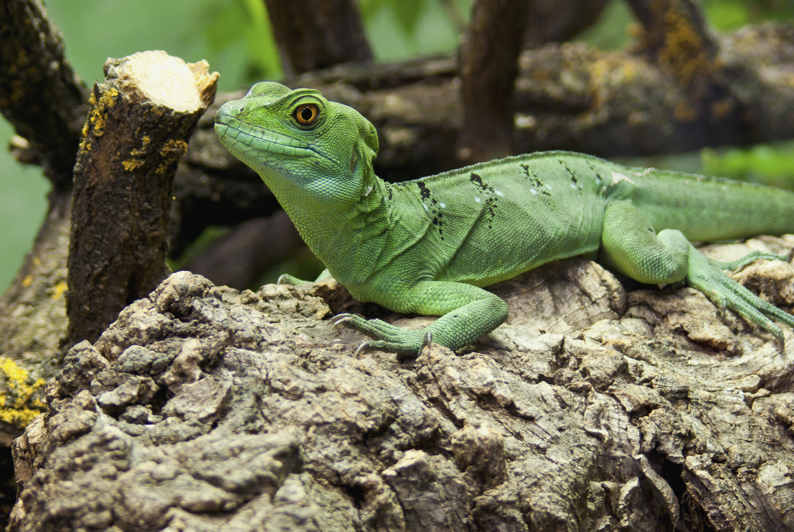 Fidschi-Leguan, fotografiert im Augsburger Zoo