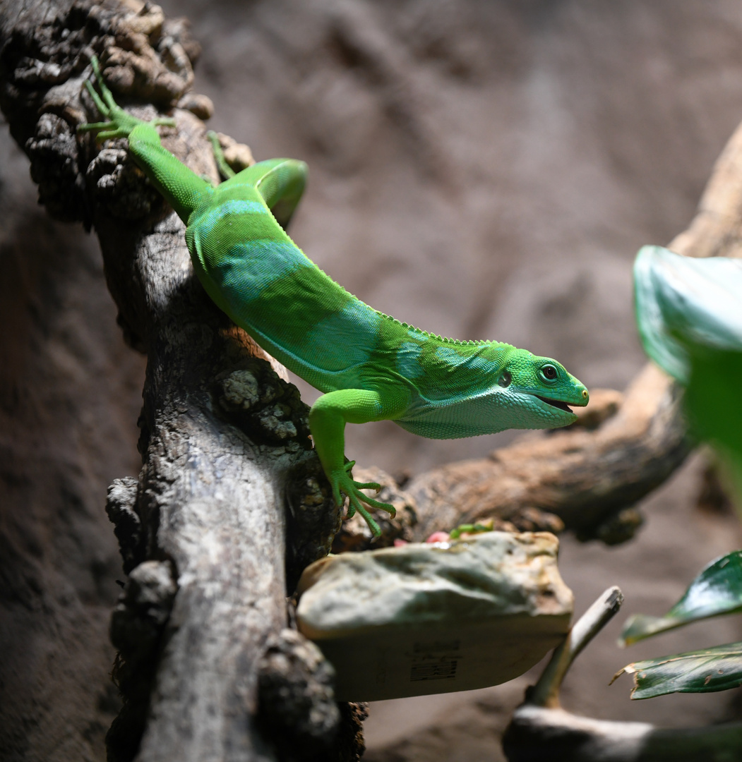 Fidschileguan Foto & Bild tiere, zoo, wildpark & falknerei