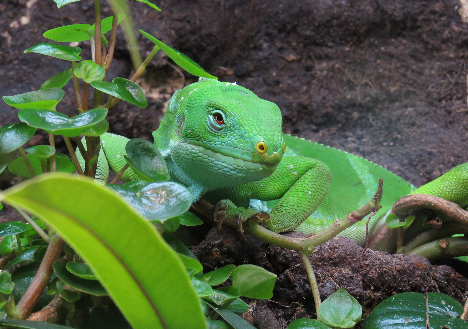 Fidschileguan, Brachylophus bulabula