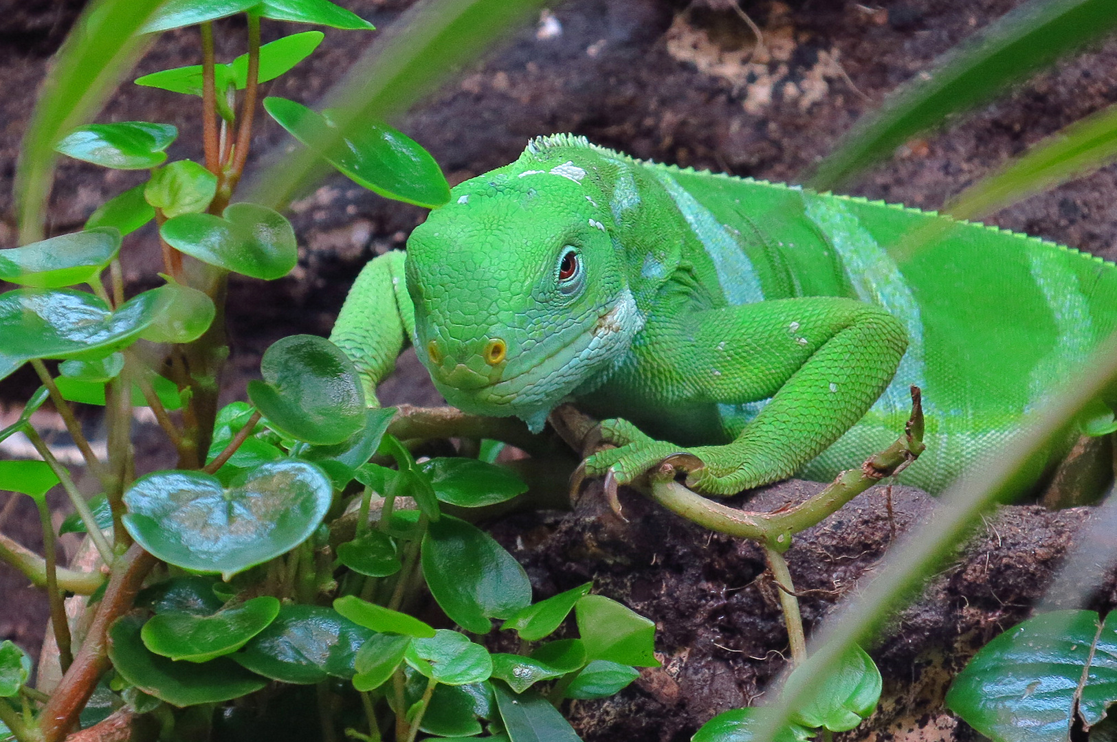 Fidschileguan, Brachylophus bulabula