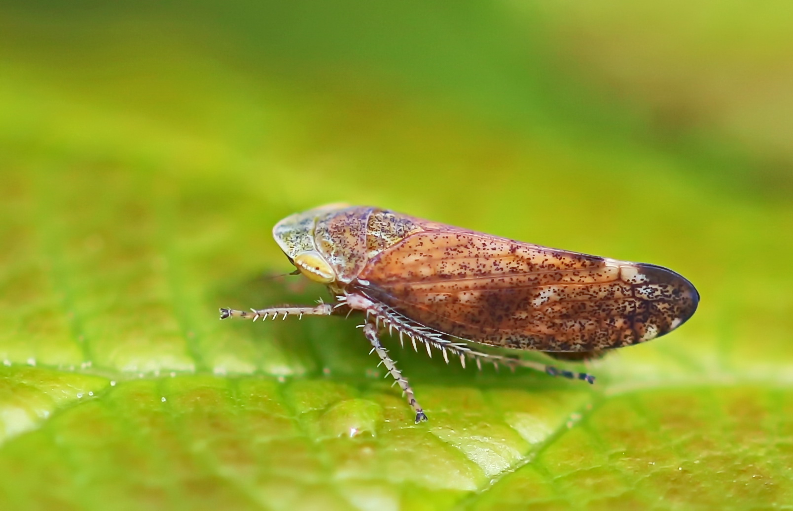 Fieberiella septentrionalis