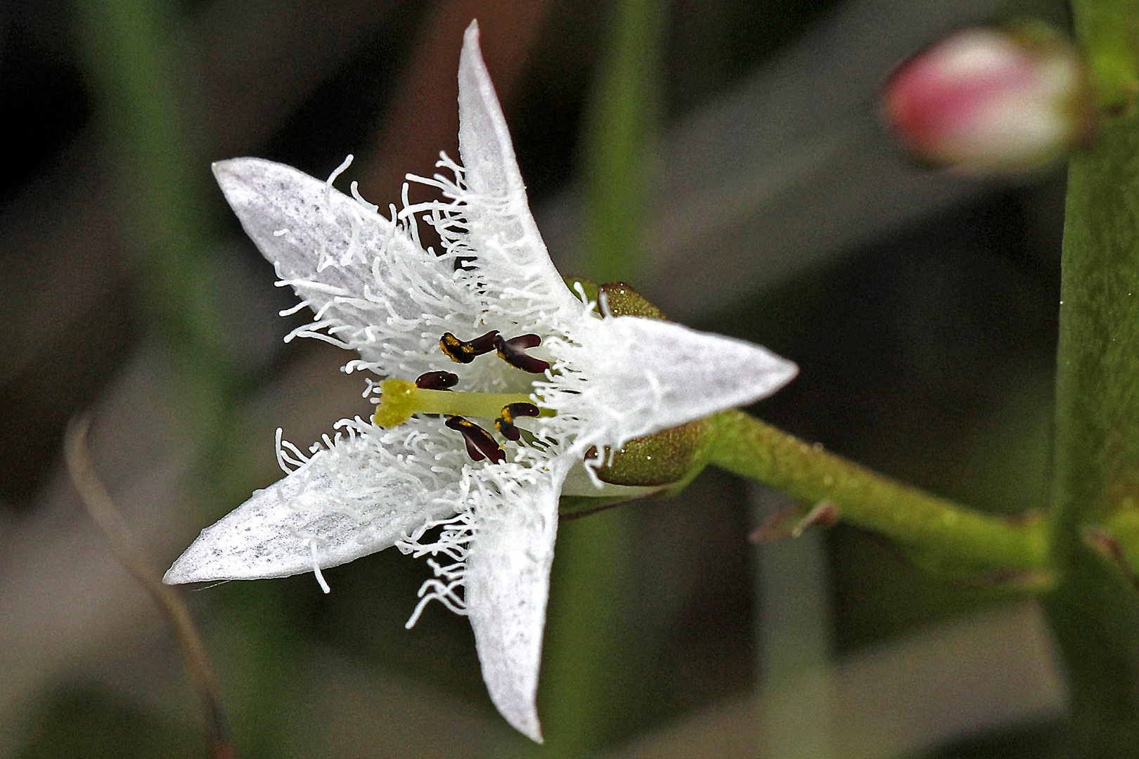 Fieberklee-Blüte