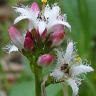 Fieberklee 'Menyanthes trifoliata'