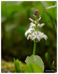 Fieberklee (Menyanthes trifoliata).....