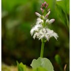 Fieberklee (Menyanthes trifoliata).....