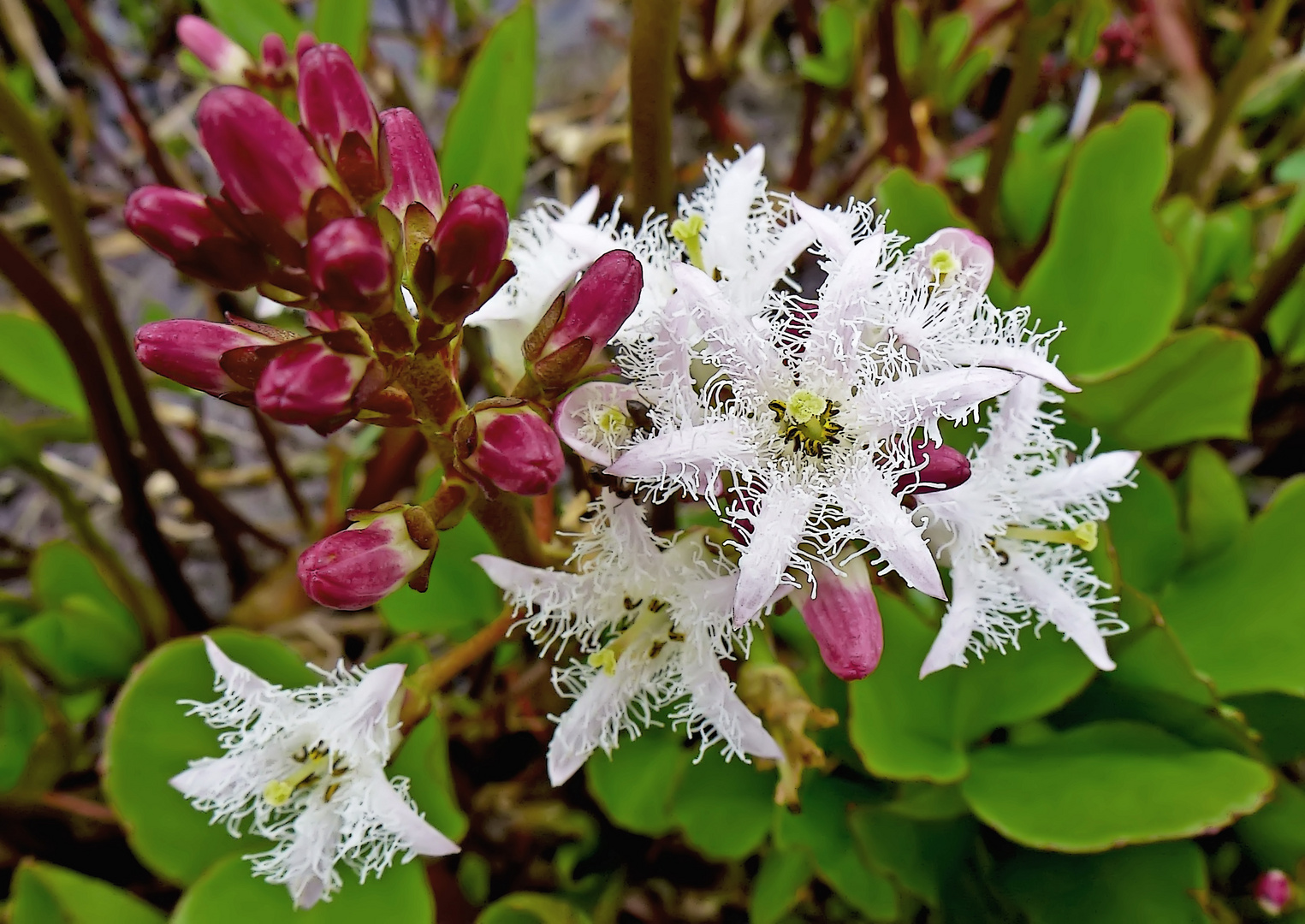 Fieberklee (Menyanthes trifoliata)