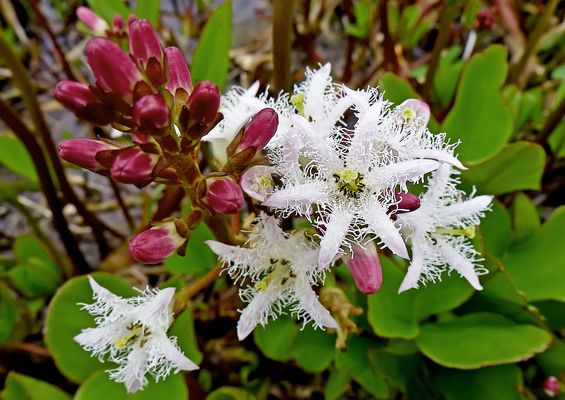 Fieberklee (Menyanthes trifoliata)