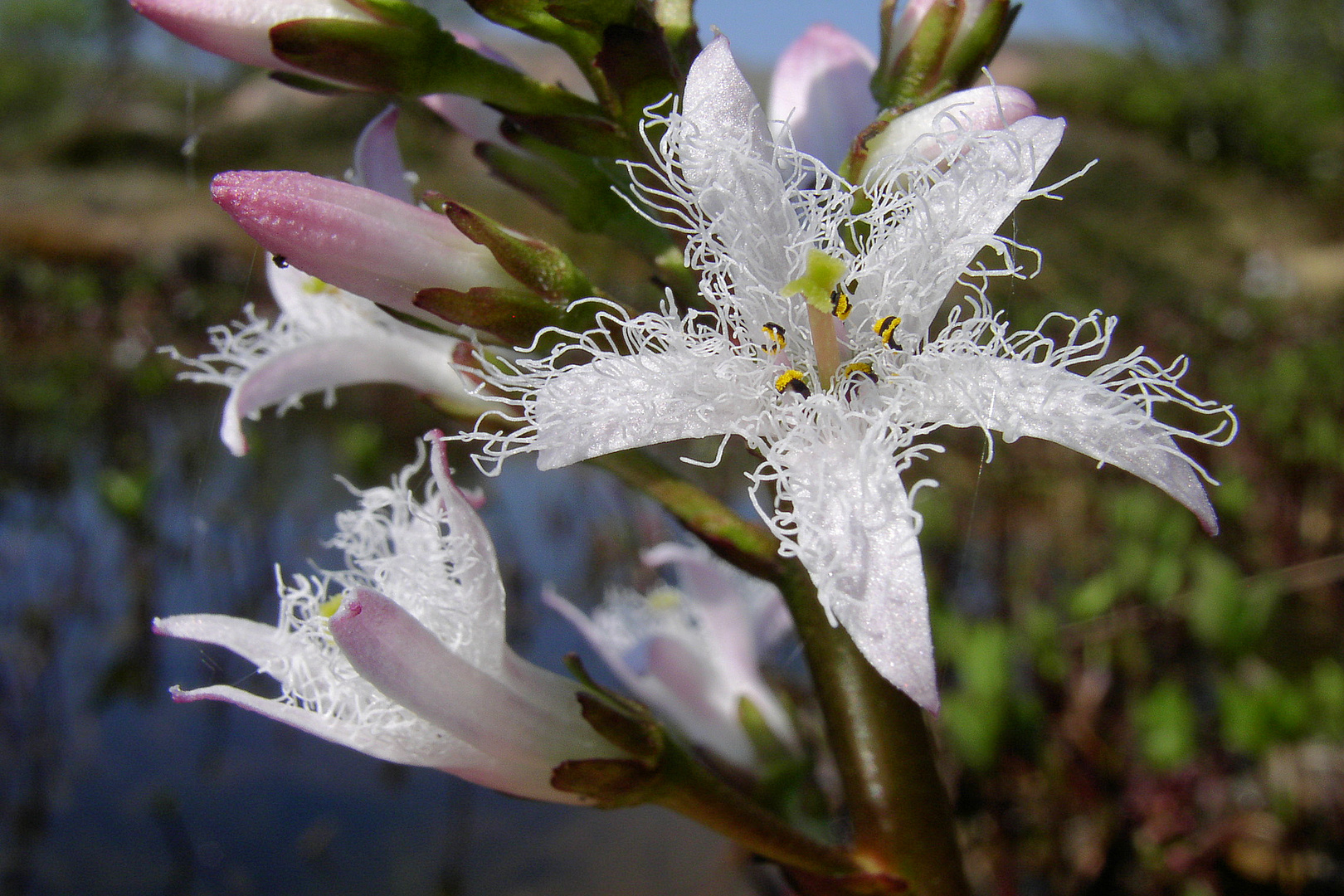 Fieberklee (Menyanthes trifoliata)