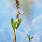 Fieberklee (Menyanthes trifoliata) 