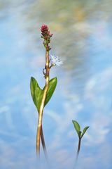 Fieberklee (Menyanthes trifoliata) 