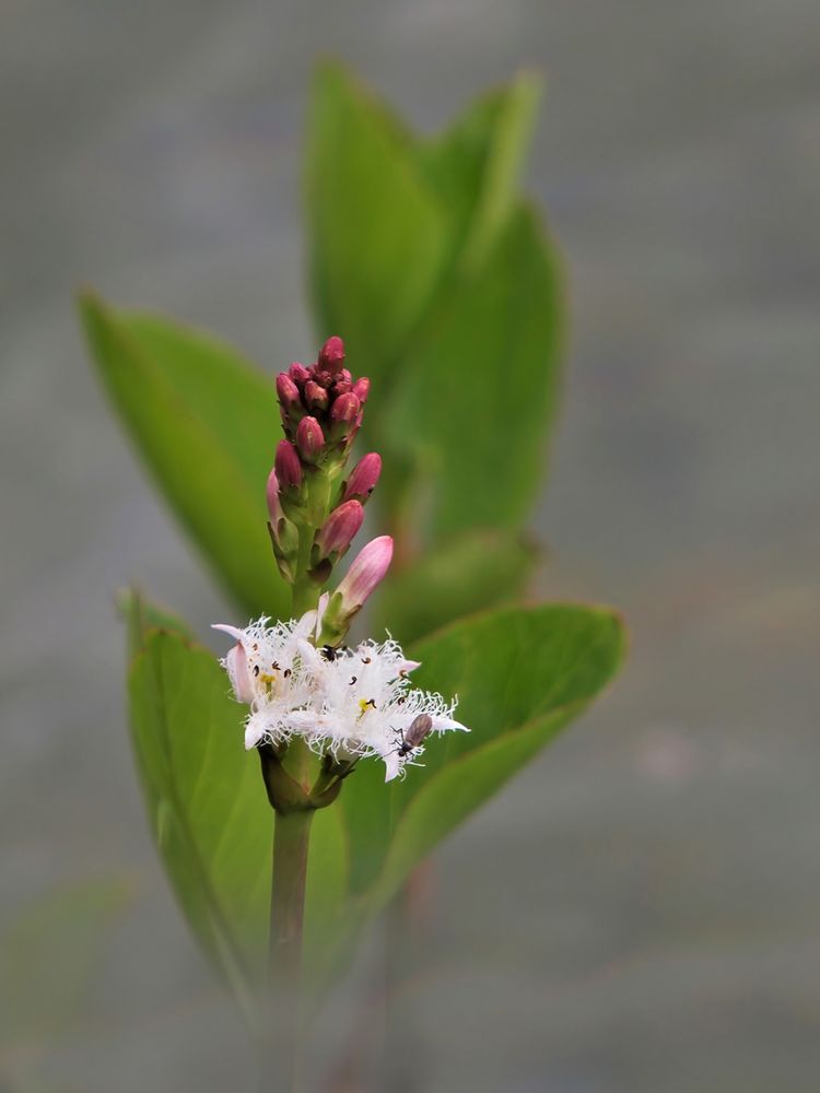 Fieberklee (Menyanthes trifoliata) 