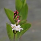 Fieberklee (Menyanthes trifoliata) 