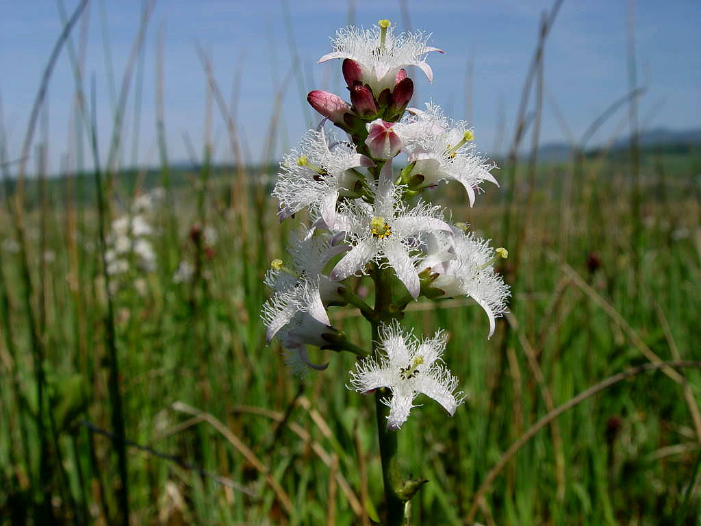 Fieberklee Menyanthes trifoliata…