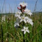 Fieberklee Menyanthes trifoliata…