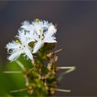 Fieberklee oder Bitterklee (Menyanthes trifoliata)...