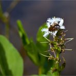 Fieberklee oder Bitterklee (Menyanthes trifoliata)