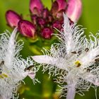 Fieberkleeblüte mit Fliege