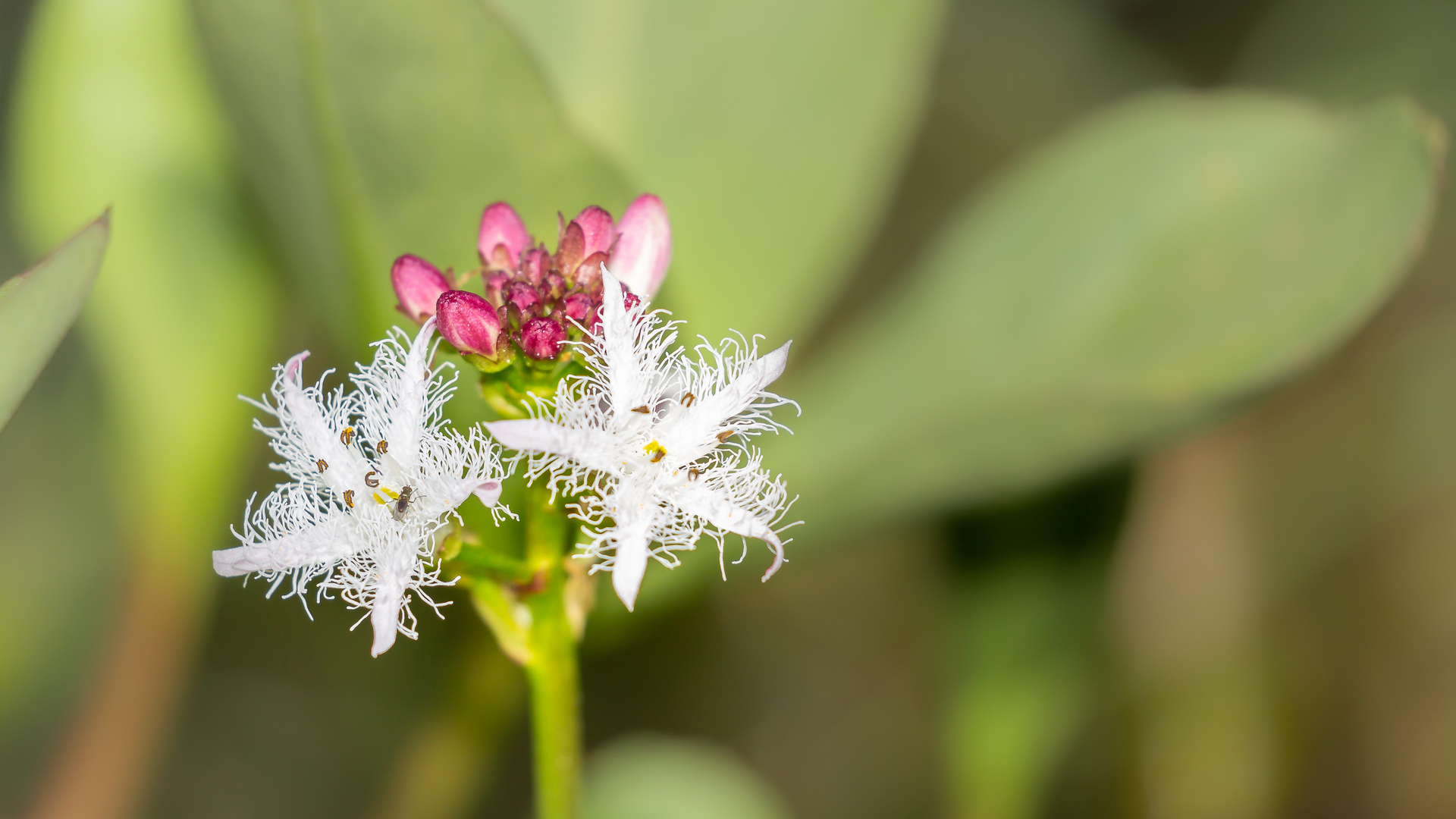 Fieberkleeblüte mit Fliege