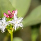 Fieberkleeblüte mit Fliege