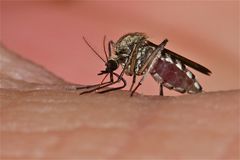 Fiebermücke Aedes sp. beim Blutsaugen