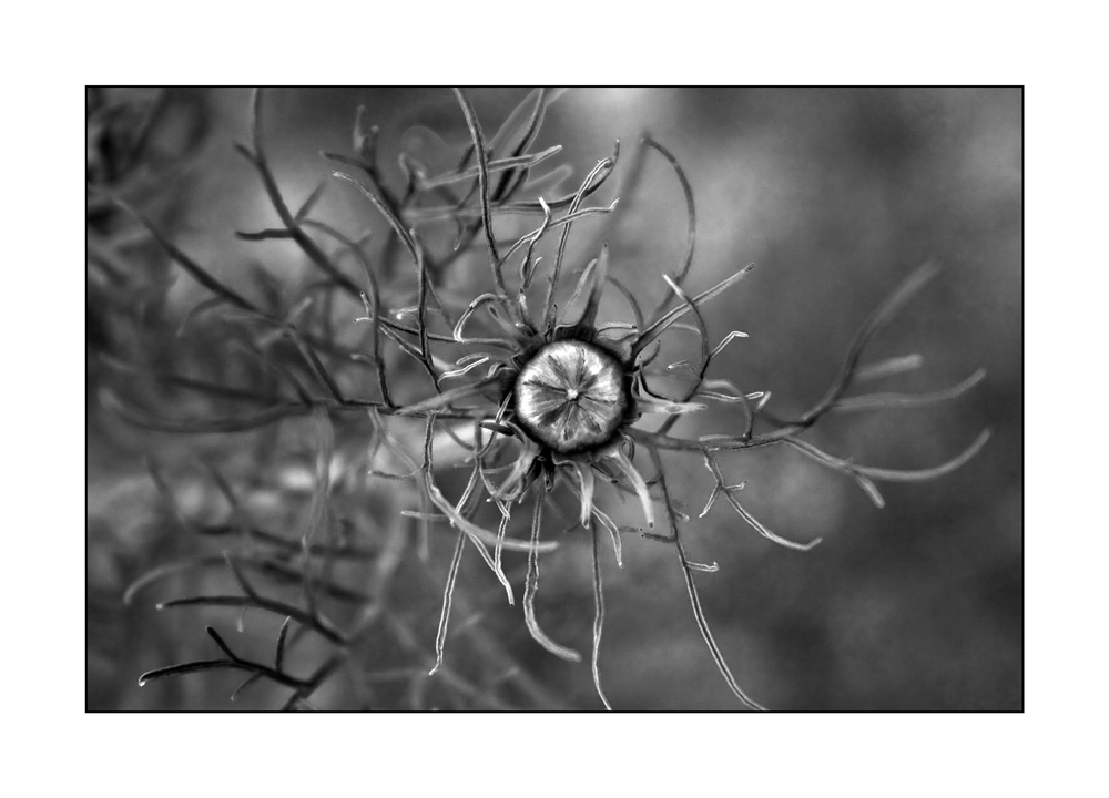 Fieder Foto & Bild | natur-kreativ, aufnahmetechniken, natur fine art ...