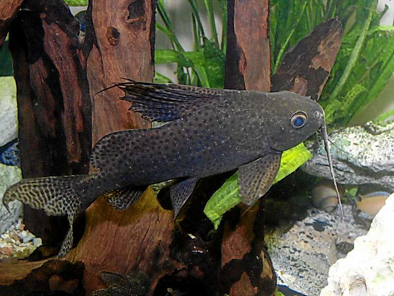 Fiederbartwels Synodontis eupterus