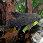 Fiederbartwels Synodontis eupterus