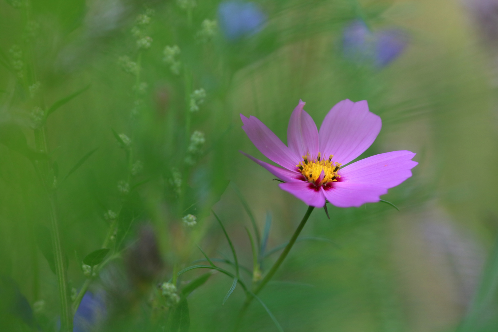 Fiederblättrige Schmuckblume