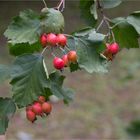 Fiederblatt-Weissdorn (Crataegus pinnatifida)..