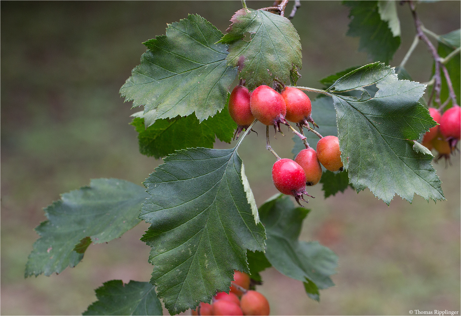 Fiederblatt-Weissdorn (Crataegus pinnatifida)...