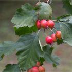 Fiederblatt-Weissdorn (Crataegus pinnatifida)...