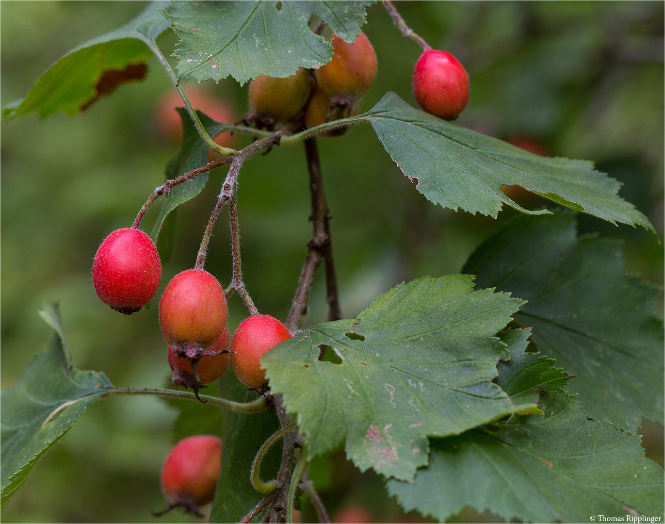 Fiederblatt-Weissdorn (Crataegus pinnatifida)