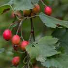 Fiederblatt-Weissdorn (Crataegus pinnatifida)