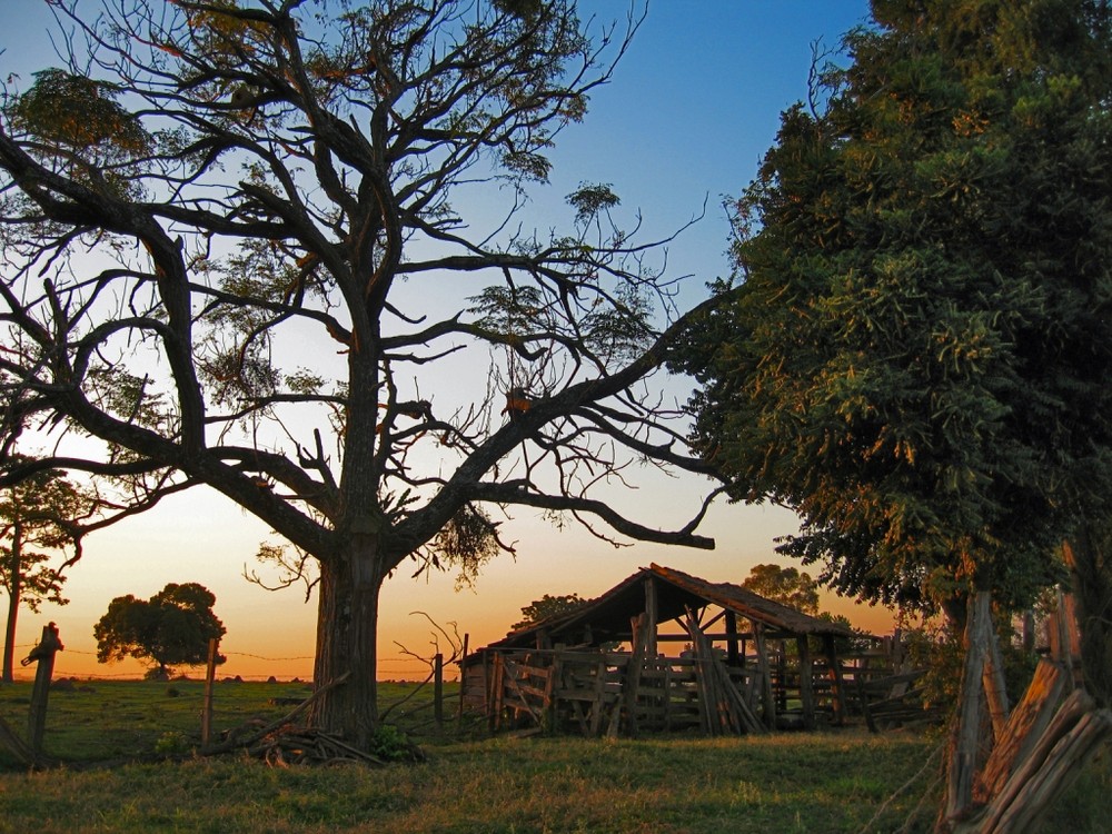 Field at the eventide