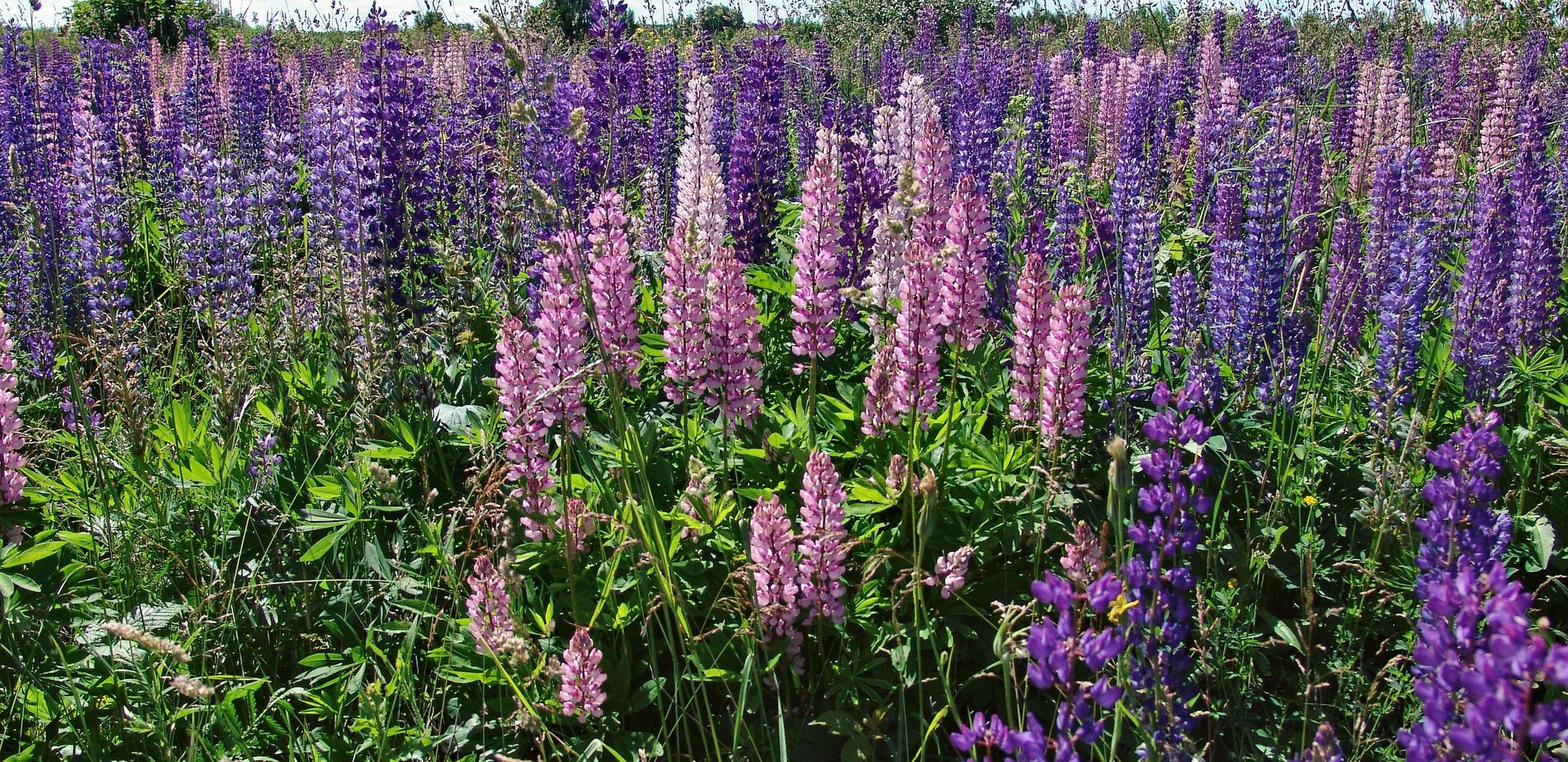 field flowers