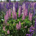 field flowers